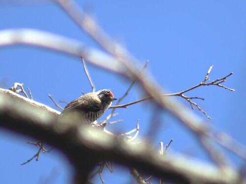 White-barred Piculet