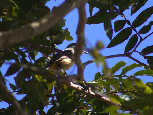 Variable Antshrike