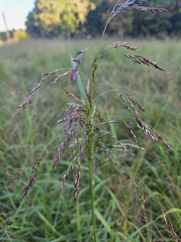 purpletop tridens