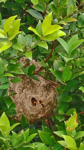 Lesser Banded Hornet