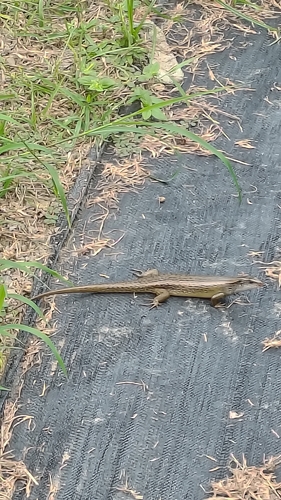 Common Sun Skink