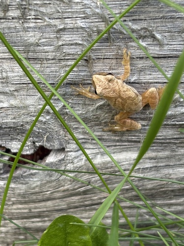 Spring Peeper