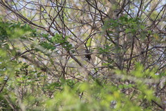 Pheugopedius maculipectus