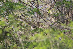 Pheugopedius maculipectus
