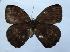 Posttaygetis penelea