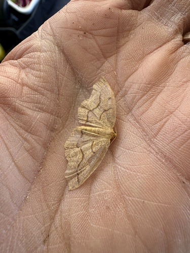 Hemlock Looper Moth