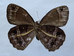 Posttaygetis penelea