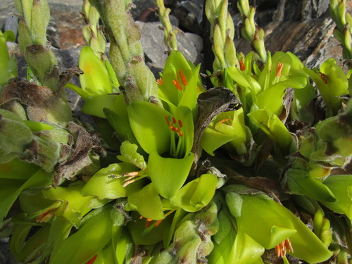 Puya chilensis, photograph 6