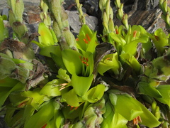 Puya chilensis, photograph (c) Bruno Avilez, some rights reserved (CC BY)