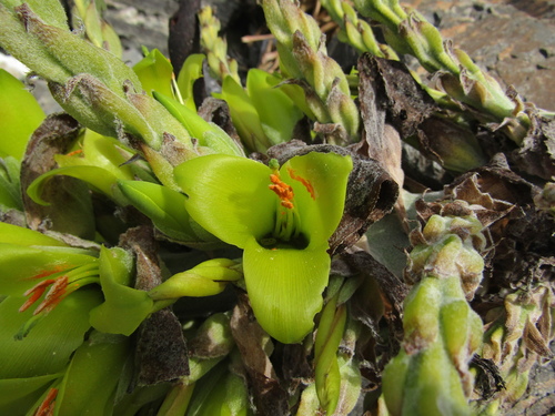 Puya chilensis, photograph 4