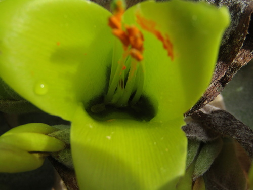 Puya chilensis, photograph 5