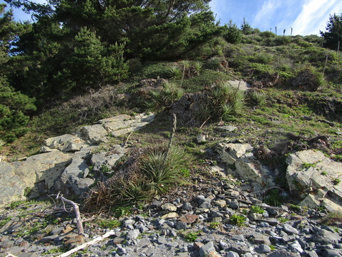 Puya chilensis, photograph 3