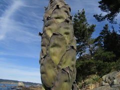 Puya chilensis, photograph (c) Bruno Avilez, some rights reserved (CC BY)