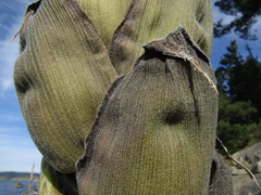Puya chilensis, photograph (c) Bruno Avilez, some rights reserved (CC BY)