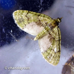 Chloroclystis conversa