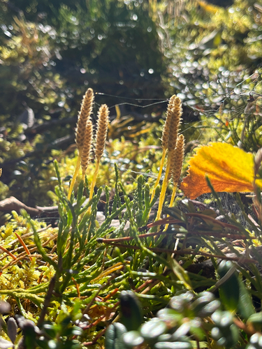 northern ground-cedar