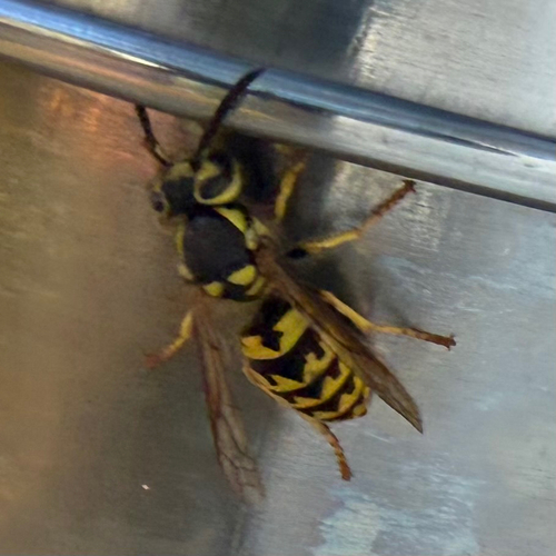iNaturalist observation photo of Western Yellowjacket