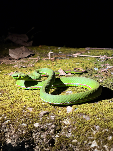 Photo of a Green Bamboo Leaf Pit Viper (Trimeresurus medoensis)