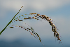 Helictotrichon parlatorei