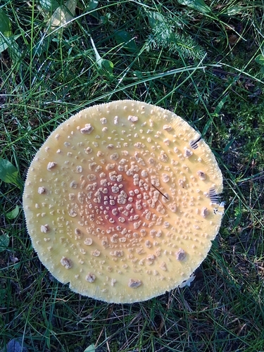American Yellow Fly Agaric