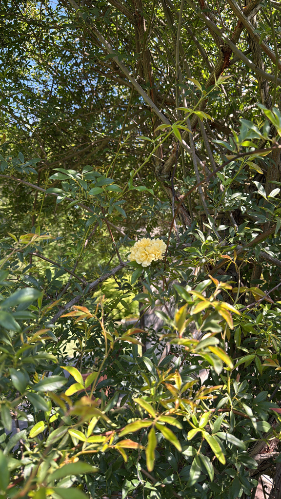 Rosa banksiae, Calhoun, GA, US