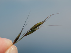 Helictotrichon parlatorei