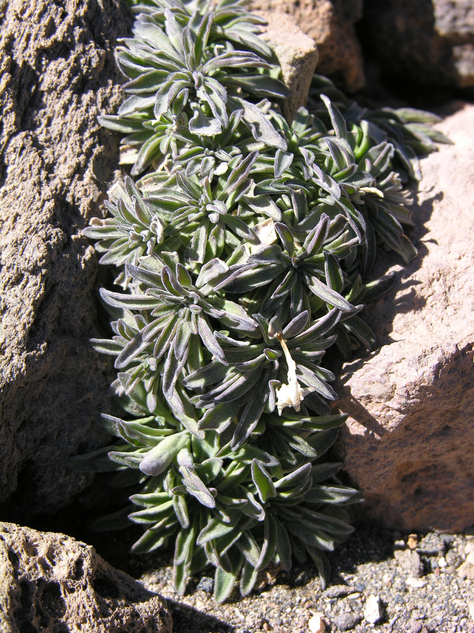 Violeta del Teide