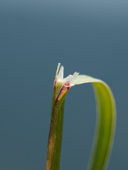 Helictotrichon parlatorei