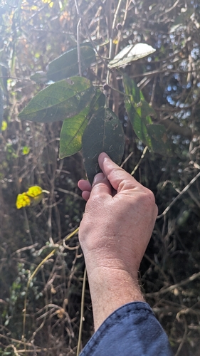 Ficus opposita, photograph 6