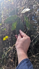 Ficus opposita, photograph author not stated, no rights reserved