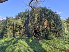Pseudosasa japonica