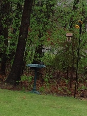 Dumetella carolinensis