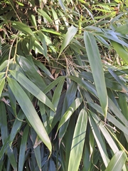 Pseudosasa japonica, photograph (c) Andy McKay, some rights reserved (CC BY)