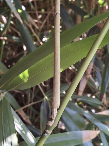 Pseudosasa japonica, photograph 3