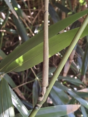 Pseudosasa japonica, photograph (c) Andy McKay, some rights reserved (CC BY)
