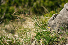 Helictotrichon parlatorei