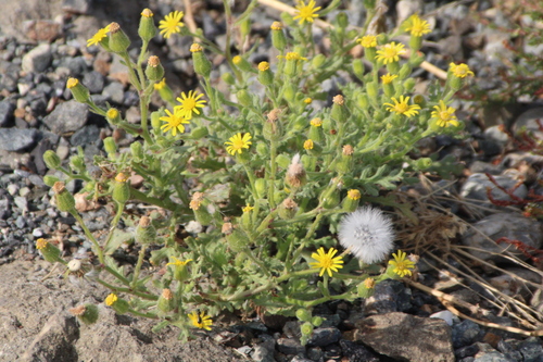 Senecio viscosus, photograph 5