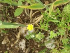 Ranunculus arvensis