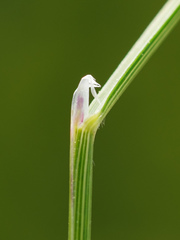 Helictotrichon parlatorei