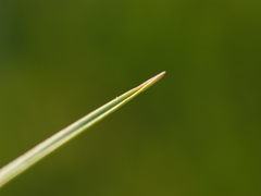 Helictotrichon parlatorei