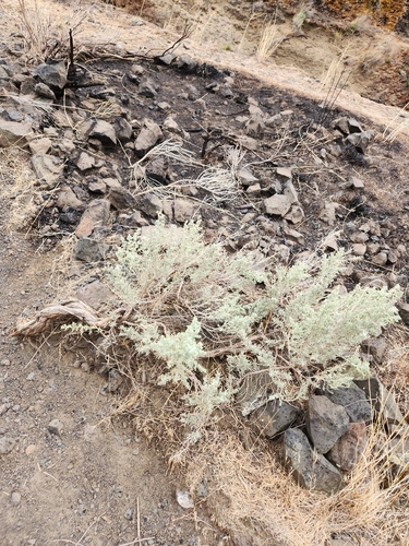 Big Sagebrush