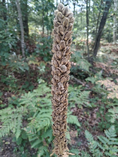 great mullein