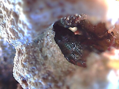 Gonodactylaceus falcatus observed 2026-09-13