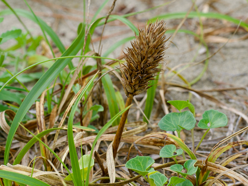 Carex kobomugi