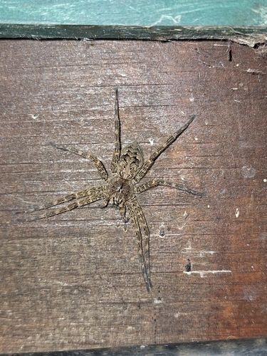Dark Fishing Spider