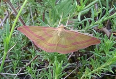 Rhodostrophia calabra