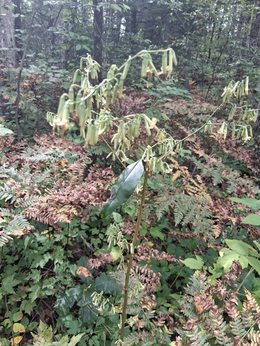 tall rattlesnake root