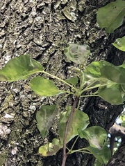 Podosphaera leucotricha