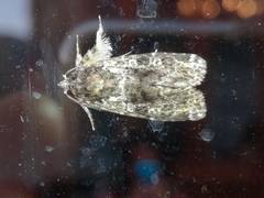 Callopistria latreillei