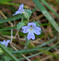 Euphrasia nemorosa, photograph author not stated, no rights reserved